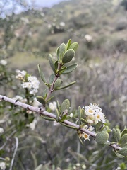 Ceanothus cuneatus cuneatus