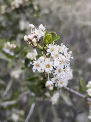 Ceanothus cuneatus cuneatus