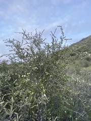 Ceanothus cuneatus cuneatus
