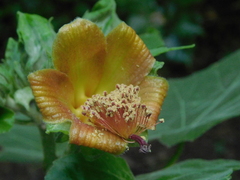 Hibiscus clypeatus