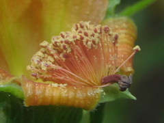 Hibiscus clypeatus
