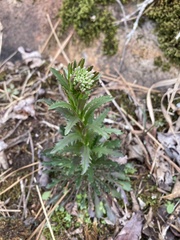 Borodinia missouriensis