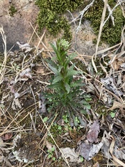 Borodinia missouriensis