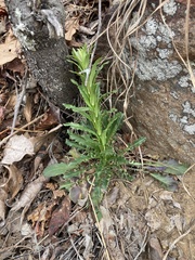Borodinia missouriensis