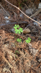 Geranium carolinianum
