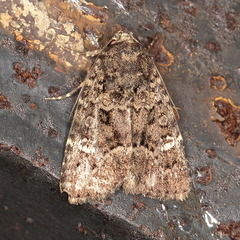 Euplexia augens
