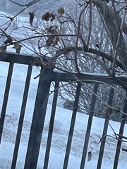 Oryctolagus cuniculus domesticus