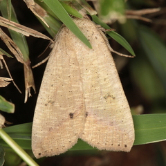 Exophyla multistriata