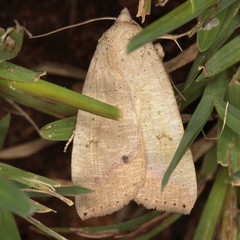 Exophyla multistriata