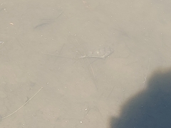 Tetractenos hamiltoni