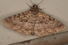 Polydesma umbricola
