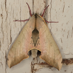 Pseudoclanis postica