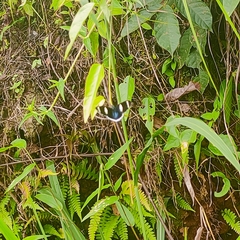 Heliconius sara