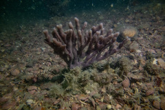 Callyspongia