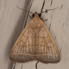 Simplicia extinctalis