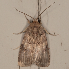 Spodoptera cilium