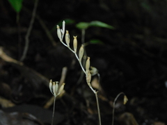 Voyria parasitica