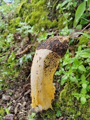 Phallus lutescens
