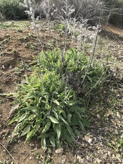 Phacelia imbricata
