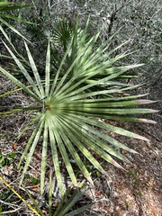 Serenoa repens