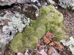 Leucobryum