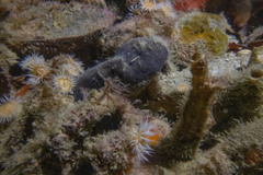 Psammocinia