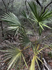 Serenoa repens