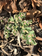 Euphorbia leucophylla