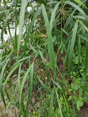 Guadua longifolia