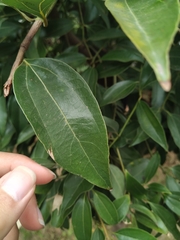 Cinnamomum insularimontanum