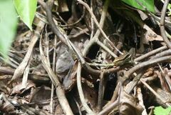 Copeoglossum nigropunctatum