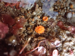 Balanophyllia elegans