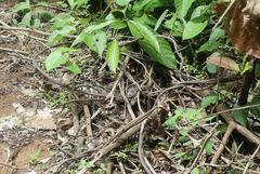 Copeoglossum nigropunctatum
