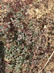 Euphorbia polycarpa