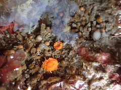 Balanophyllia elegans