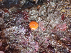 Balanophyllia elegans