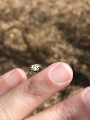 Gasteracantha cancriformis