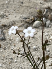 Gilia stellata