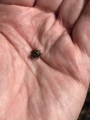 Gasteracantha cancriformis