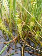 Myriophyllum simulans