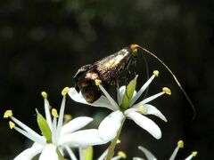 Nemophora sparsella