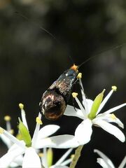 Nemophora sparsella