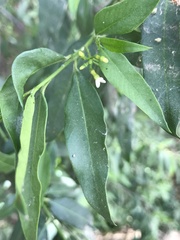 Vallesia glabra