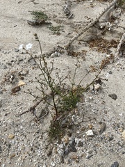 Gilia stellata