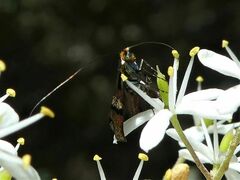 Nemophora sparsella