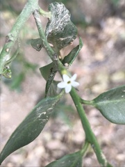 Vallesia glabra