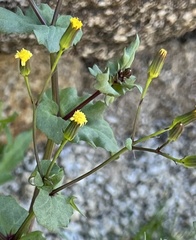 Senecio mohavensis