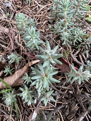 Petrosedum rupestre