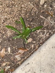 Passiflora tenuiloba