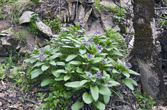 Physochlaina orientalis